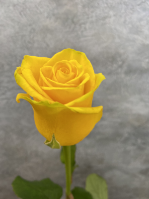 Роза Пенни Лейн - вид 1 миниатюра
