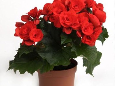Бегония (Begonia) красная - вид 1 миниатюра