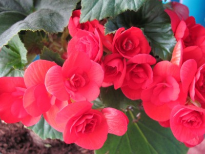 Бегония (Begonia) красная - вид 5 миниатюра