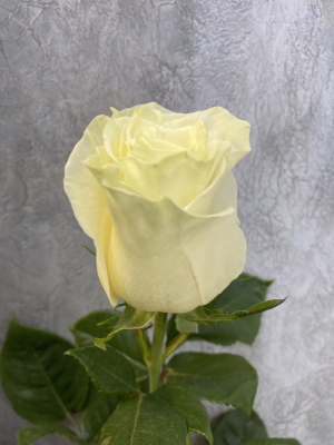 Роза Мондиаль (Mondial) - вид 1 миниатюра