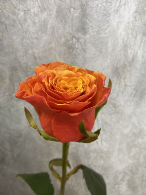Роза Испания - вид 1 миниатюра