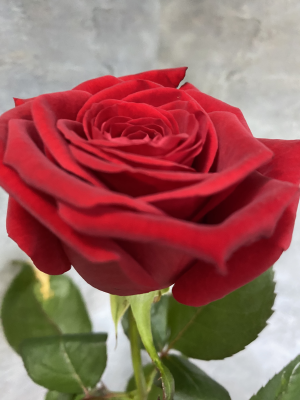 Роза Ред Наоми - вид 1 миниатюра