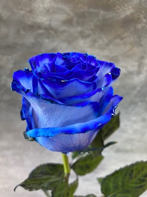 Роза синяя