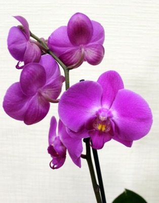 Орхидея Фаленопсис (Phalaenopsis) - вид 1 миниатюра