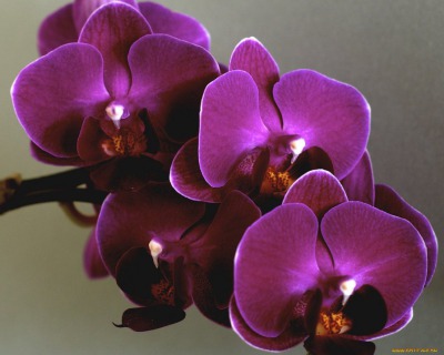 Орхидея Фаленопсис (Phalaenopsis) - вид 5 миниатюра