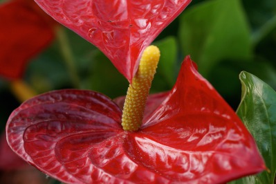 Антуриум (Anthurium) красный - вид 1 миниатюра