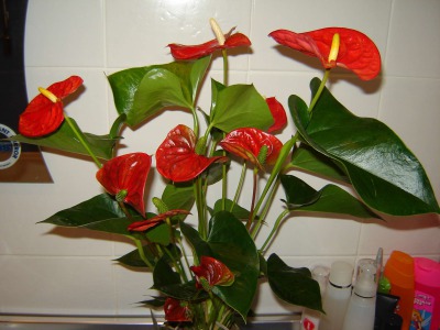 Антуриум (Anthurium) красный - вид 5 миниатюра